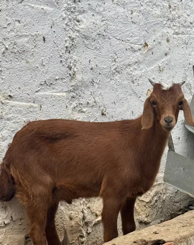 A baby goat on the farm