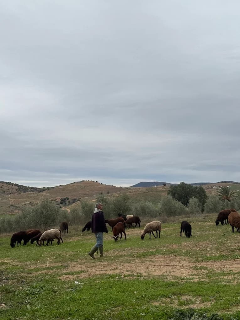 Farm animals grazing the land