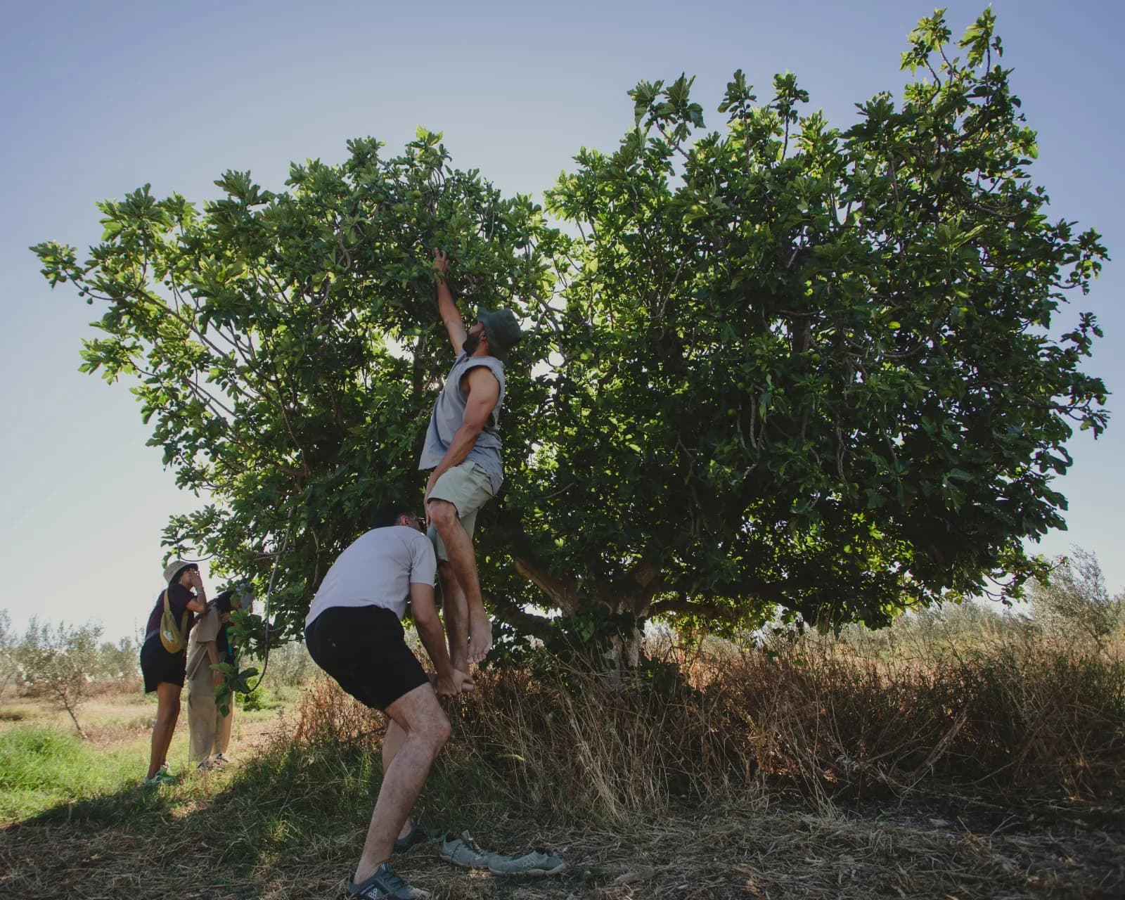 Des hôtes participent à la récolte saisonnière à Farm El Baya