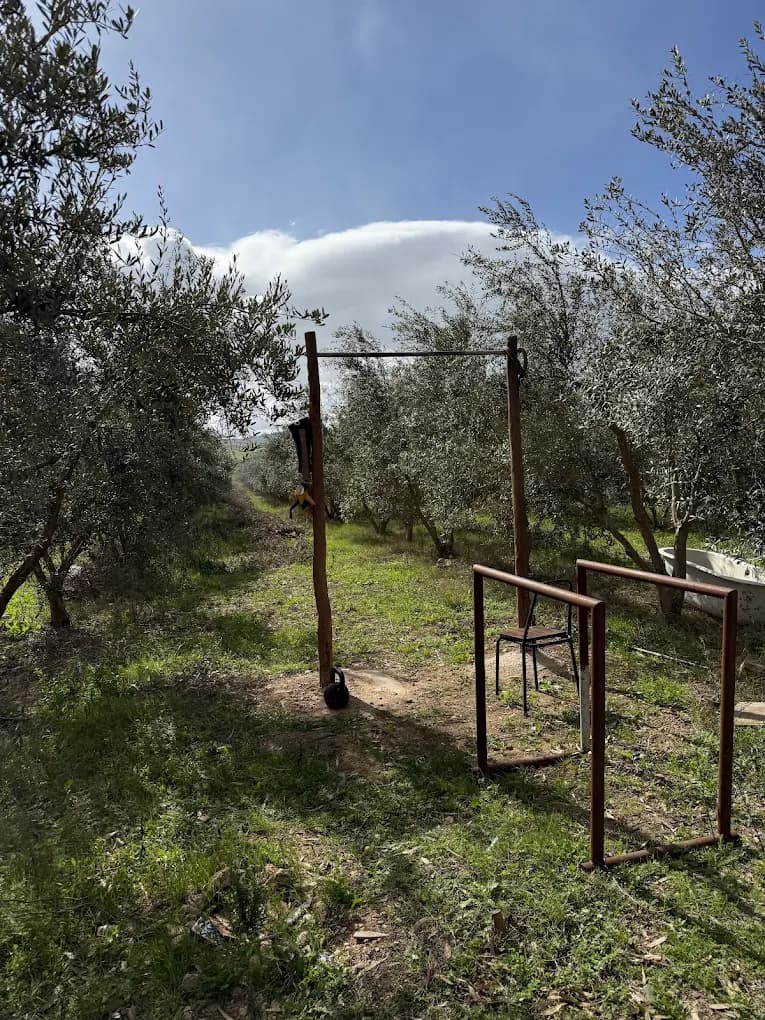 Calisthenics bars set among the trees